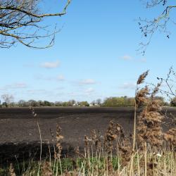Field in the fens
