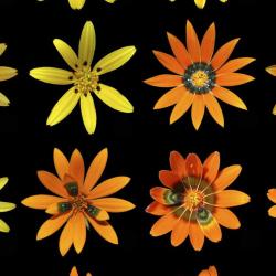 flower variations of Gorteria diffusa