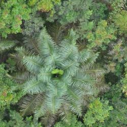 aerial photo of forest