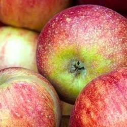 Red apples in a basket