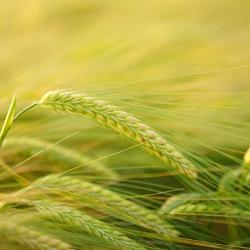 Barley in a field