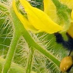 Bee on flower