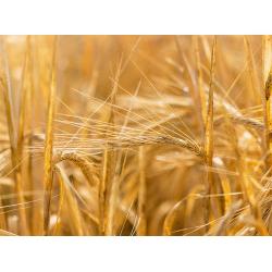 Wheat ears