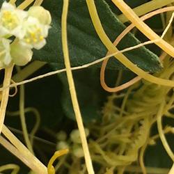 Dodder on tomato