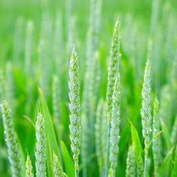 Ears of wheat
