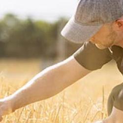 Researcher in field of wheat