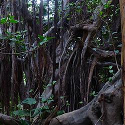 view in a tropical forest