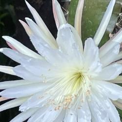 Flower of a moonflower