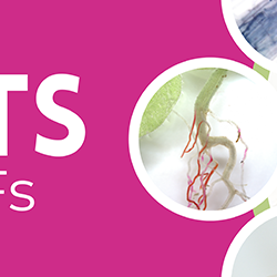 Plants and their BFFs poster