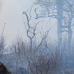 Burning of savannah vegetation