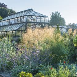 Mediterranian beds in the botanic garden