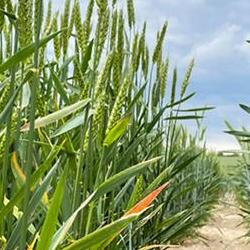 crops in a field