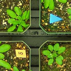 Plants in pots undergoing drought response imaging testing
