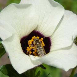 Hibiscus flower with insect