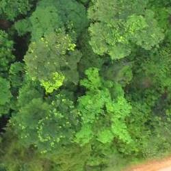 Above view of a forest from a UAV