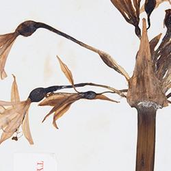 Amaryllys banksiana type specimen