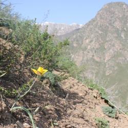 Tulipa toktogulika on a hillside in Kyrgzystan its natural habitat